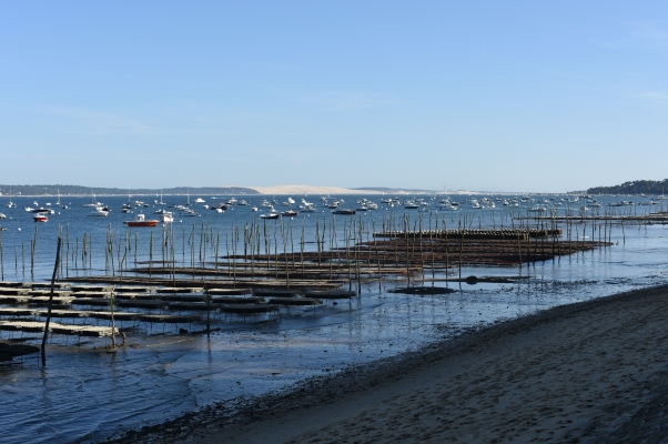 Gestion de parcs à huîtres